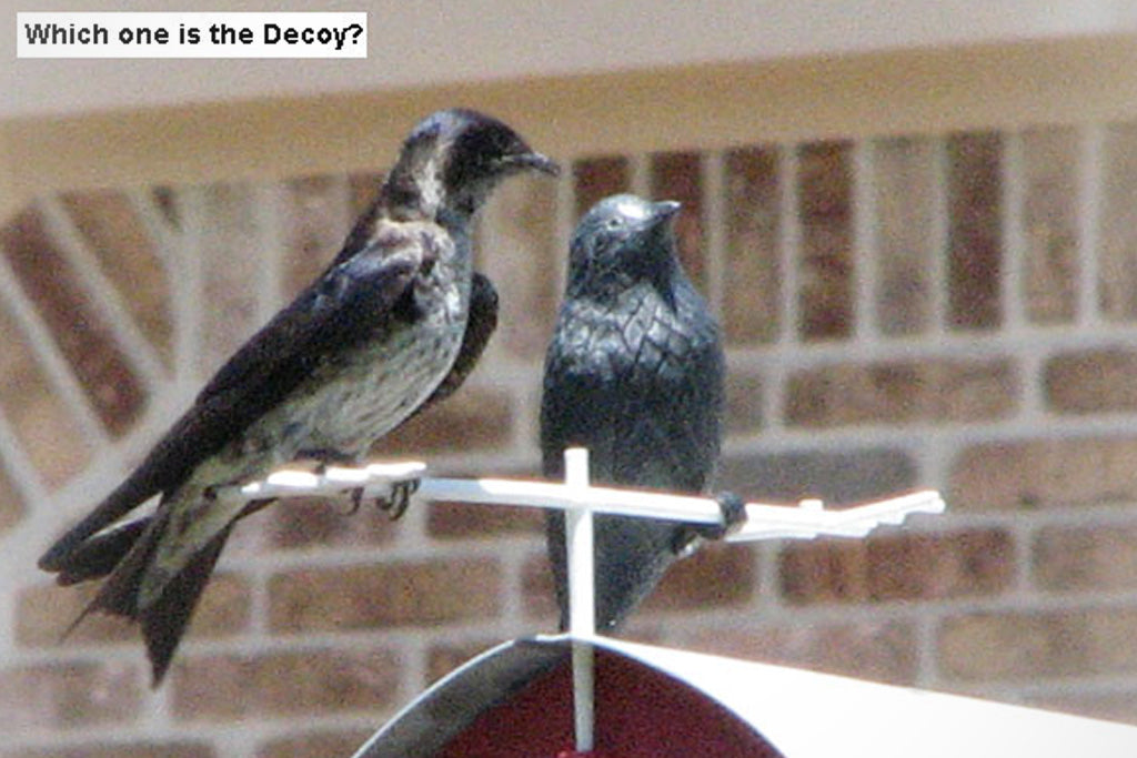 Purple Martin Decoy